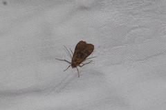 Nomophila noctuella