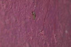 Chaoborus punctipennis