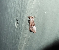 Alophosoma emmelopis