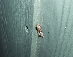 Alophosoma emmelopis