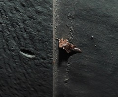 Alophosoma emmelopis
