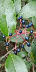Viburnum propinquum