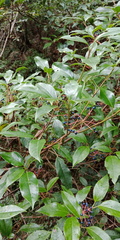 Viburnum propinquum