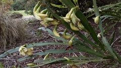 Carmichaelia williamsii