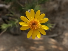 Thymophylla pentachaeta