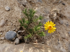 Thymophylla pentachaeta