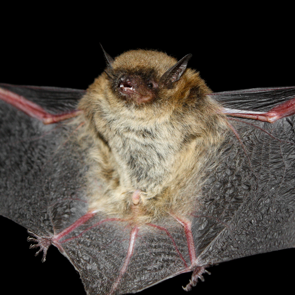 Laval's Myotis