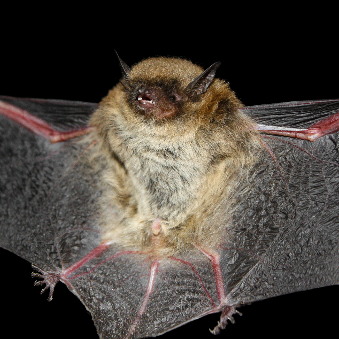 Myotis lavali Moratelli, Peracchi, Dias & de Oliveira, 2011