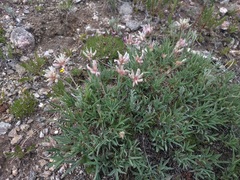 Trifolium dasyphyllum