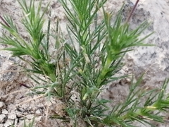 Thymophylla pentachaeta