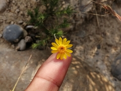 Thymophylla pentachaeta