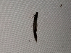 Lymexylidae