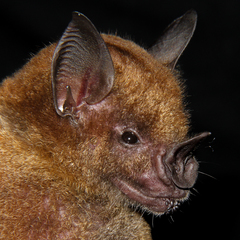 Phyllostomus hastatus