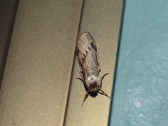 Graphosia stenopepla