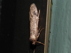 Graphosia stenopepla