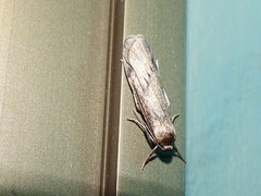 Graphosia stenopepla