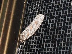 Phylomictis sarcinopa