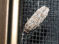 Phylomictis sarcinopa