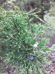 Juniperus