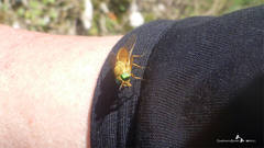 Silvius alpinus