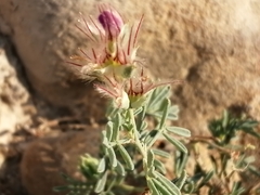 Dalea