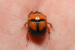 Bolbocerosoma bruneri