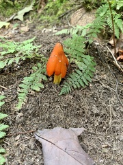 Hygrocybe