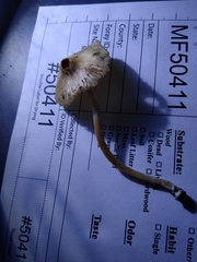 Pseudosperma friabile