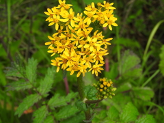 Packera sanguisorbae