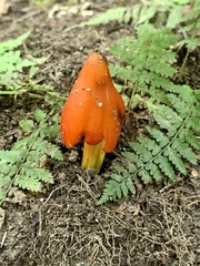 Hygrocybe