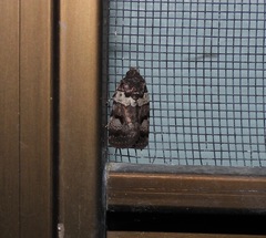 Thoracolopha flexirena