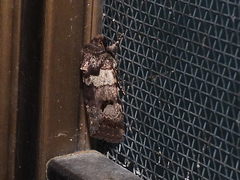 Thoracolopha flexirena