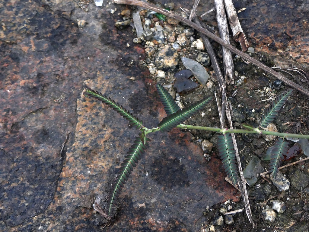 Sesbania procumbens (Roxb.) Wight & Arn.