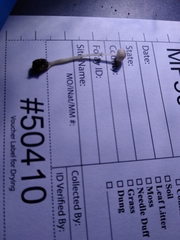 Leucoagaricus coerulescens