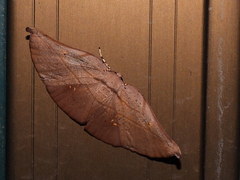Xenomusa metallica