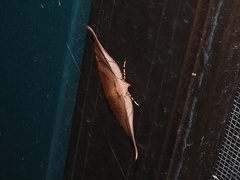 Xenomusa metallica