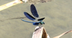 Calopteryx splendens intermedia