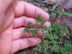 Paronychia fastigiata