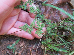 Paronychia fastigiata