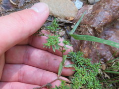 Paronychia fastigiata