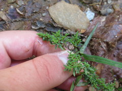 Paronychia fastigiata