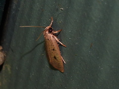 Euprionocera geminipuncta