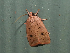 Euprionocera geminipuncta