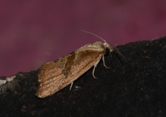 Ponometia venustula