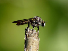 Heteropogon macerinus