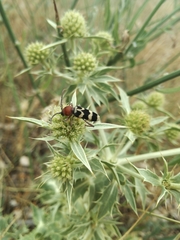Chlorophorus trifasciatus