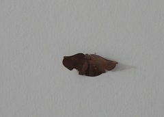 Xenomusa metallica