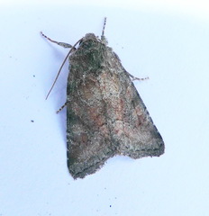 Lacinipolia meditata