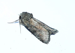 Lacinipolia meditata