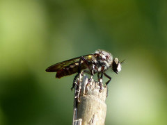 Heteropogon macerinus